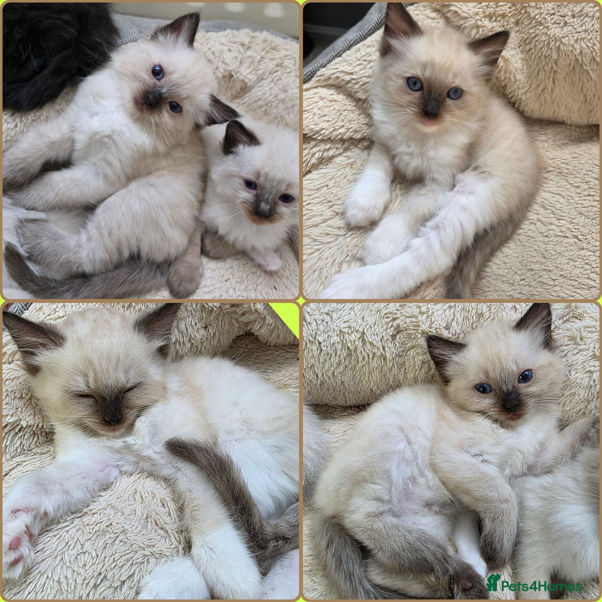 Ragdoll cats Pure Ragdolls kittens💎🐯😺 - Advert 1