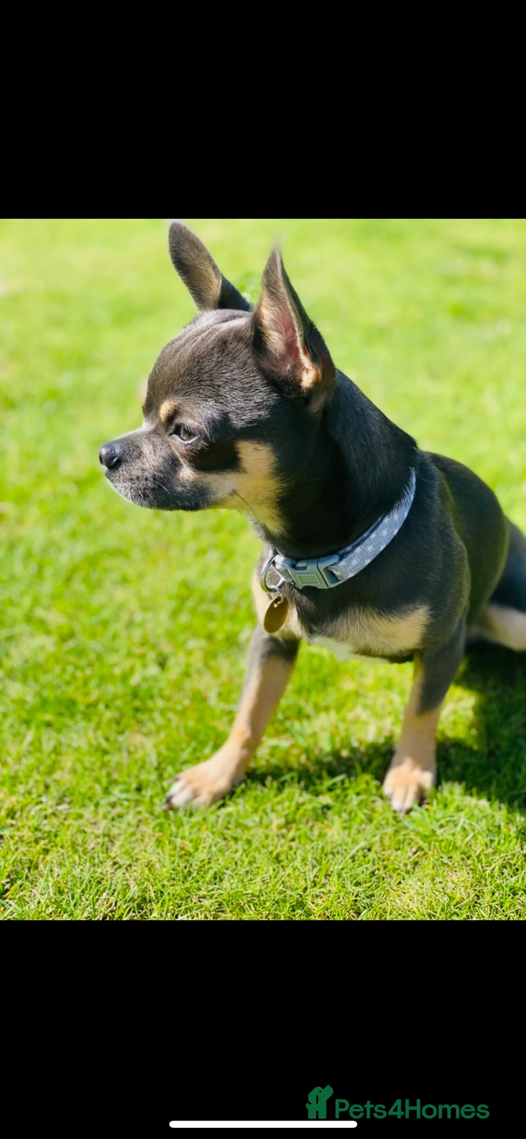 Chihuahua dogs for stud: Small chihuahua stud only not for sale proven  in Bury Saint Edmunds - Advert 13