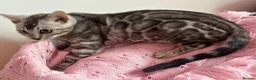 Bengal cats for sale: Exceptional Pure Pedigree Silver Grey TICA Bengal - Advert 19
