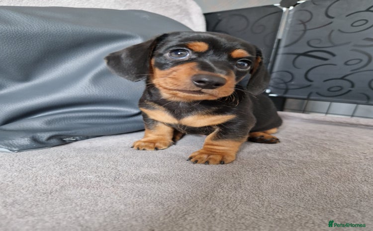 Dachshund dogs - Advert 3