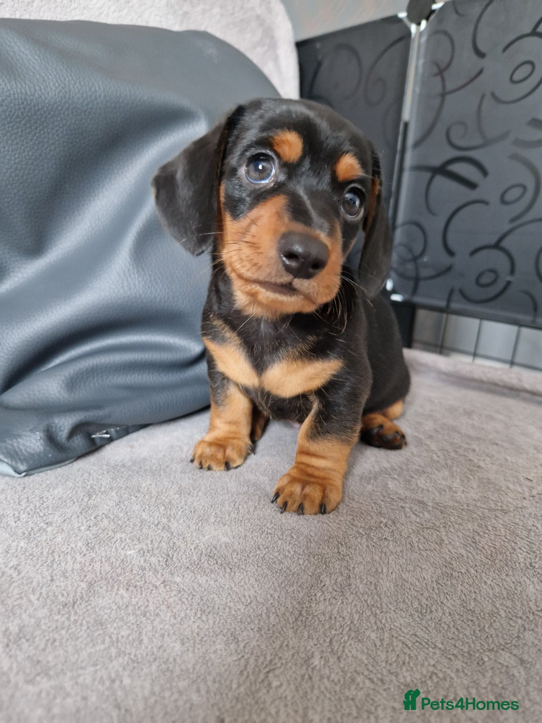 Dachshund dogs for sale: Boy / Girl - Image 1
