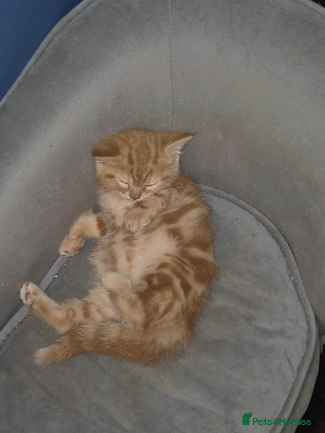 Mixed Breed cats for sale: Beautiful persian cross kittens  - Advert 2
