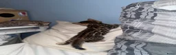 Bengal cats for sale: Pure bengal  - Advert 25