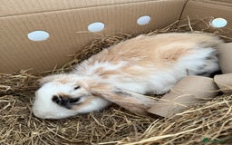 French Lop rabbits for sale: Lop bunny - Image 1