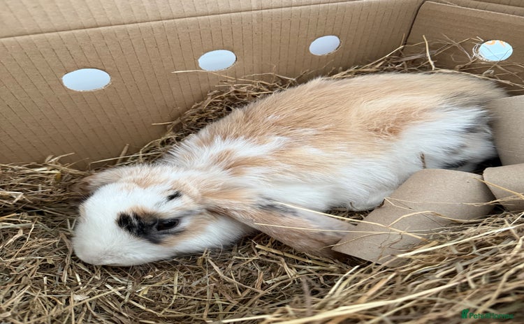 French Lop rabbits - Advert 4