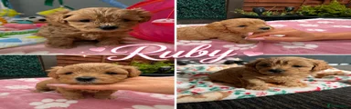 Ruby