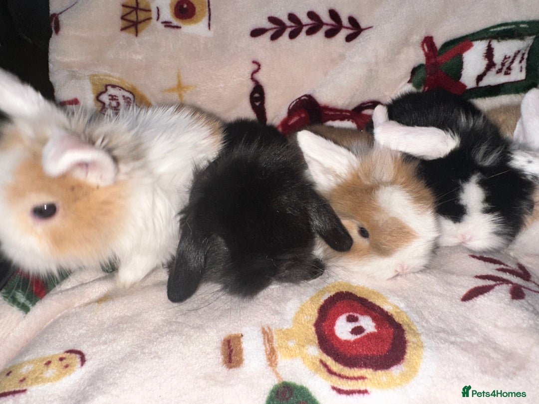 Mini Lop rabbits for sale: Adorable Baby Mini Lops Looking for Loving Homes - Advert 21