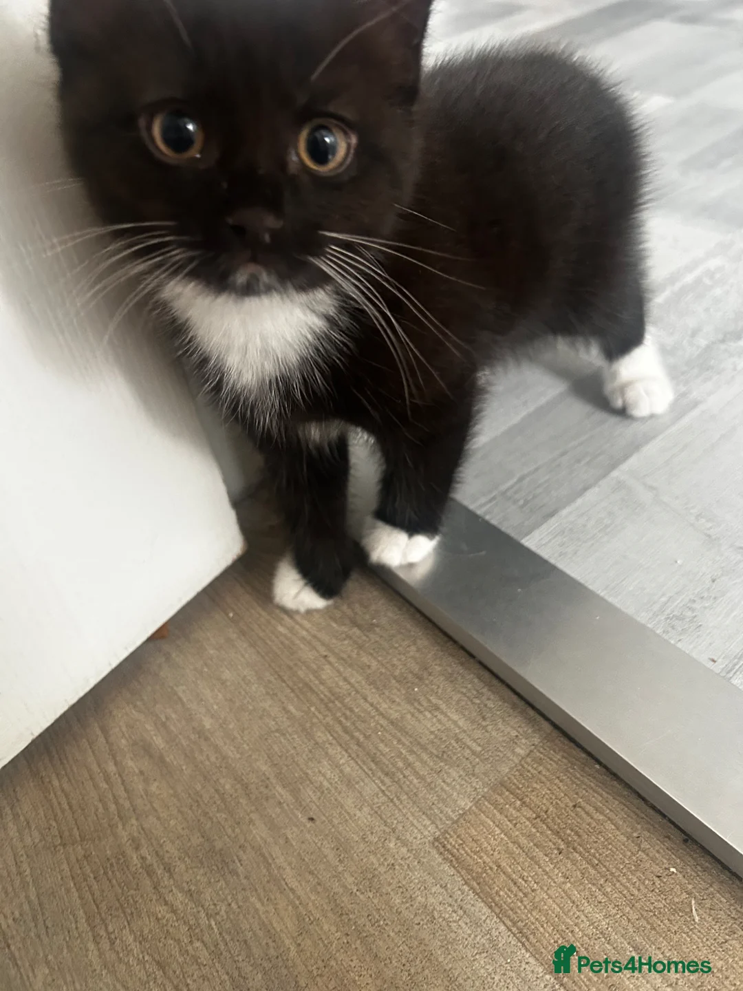 Mixed Breed cats for sale: Kitten 8 weeks old,black & white, loving, lap cat - Advert 2