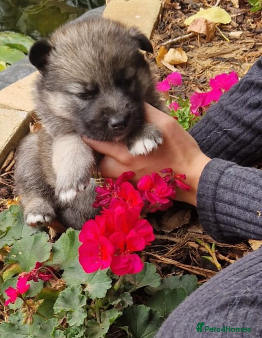 Shepsky dogs for sale: Beautiful chunky litter of shepsky pups - Image 3