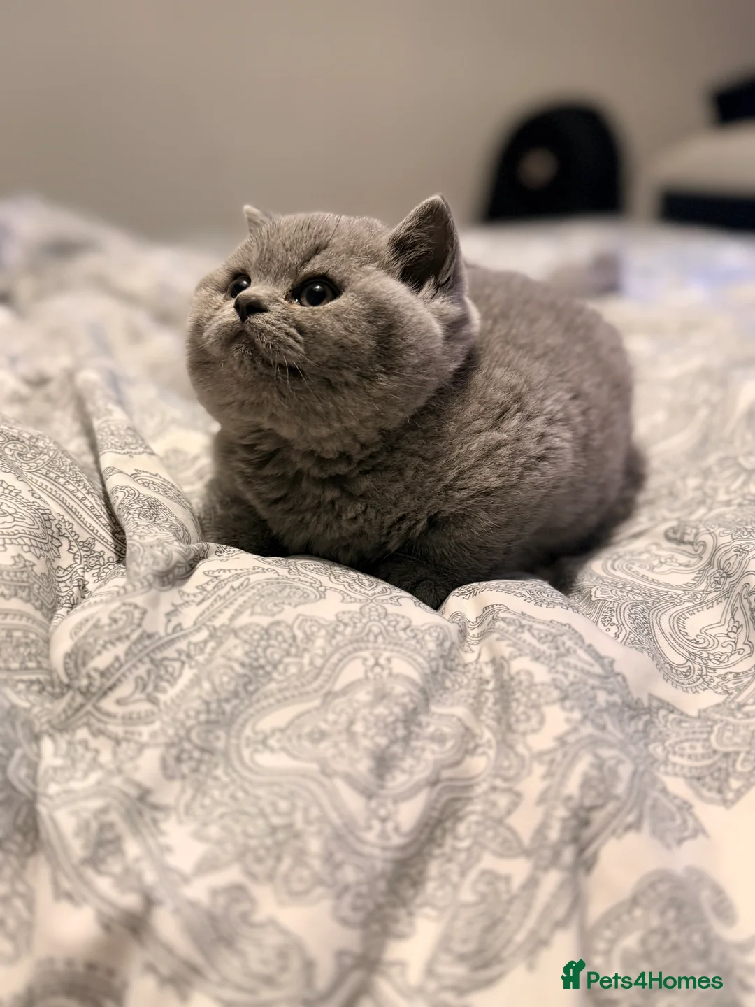 British Shorthair cats for sale: British Shorthair Kittens in Northolt - Advert 6