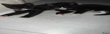 British Shorthair Kitten 4