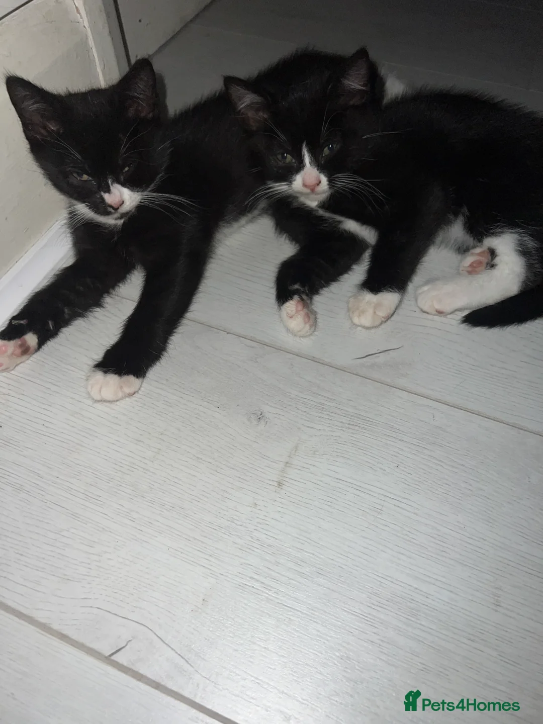 British Shorthair cats for sale: (free)beautiful british short hair x kitties  - Advert 2