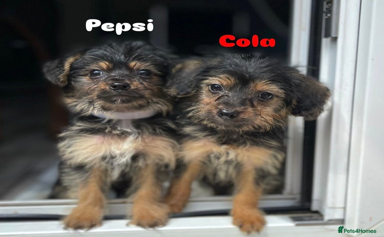 Mixed Breed dogs - Advert 3