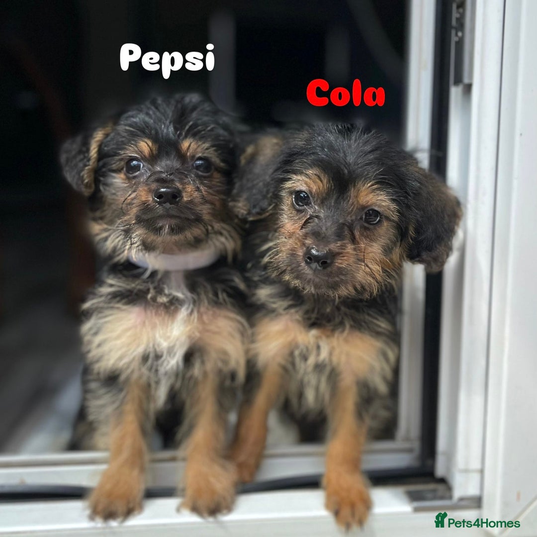 Mixed Breed dogs for adoption: Cola & Pepsi are looking for their forever home! - Image 1