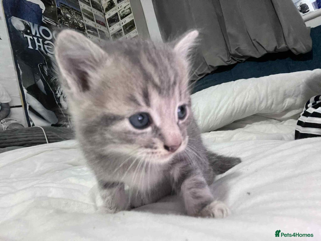 Mixed Breed cats for sale: Kittens for sale - Image 11