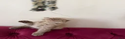 Scottish Fold cats for sale: Beautiful kittens🌹🤭 - Advert 9