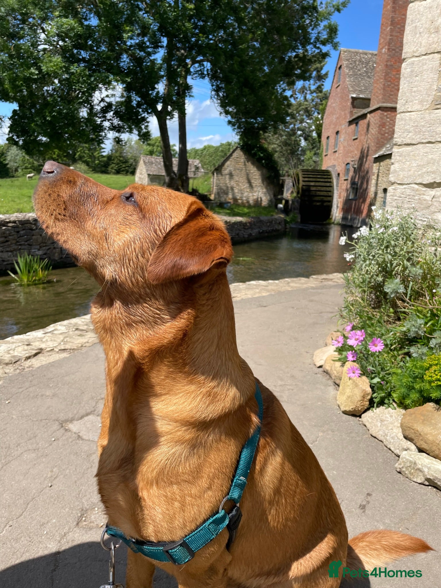 Labrador Retriever dogs Proven KC registered  FOX RED LAB for STUD in Chipping Norton - Advert 24