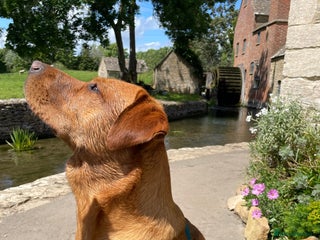 Labrador Retriever dogs in Chipping Norton - Advert 36