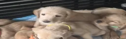 Labradoodle dogs for sale: LABRADOODLE PUPPIES FOR SALE  in Leigh - Advert 6