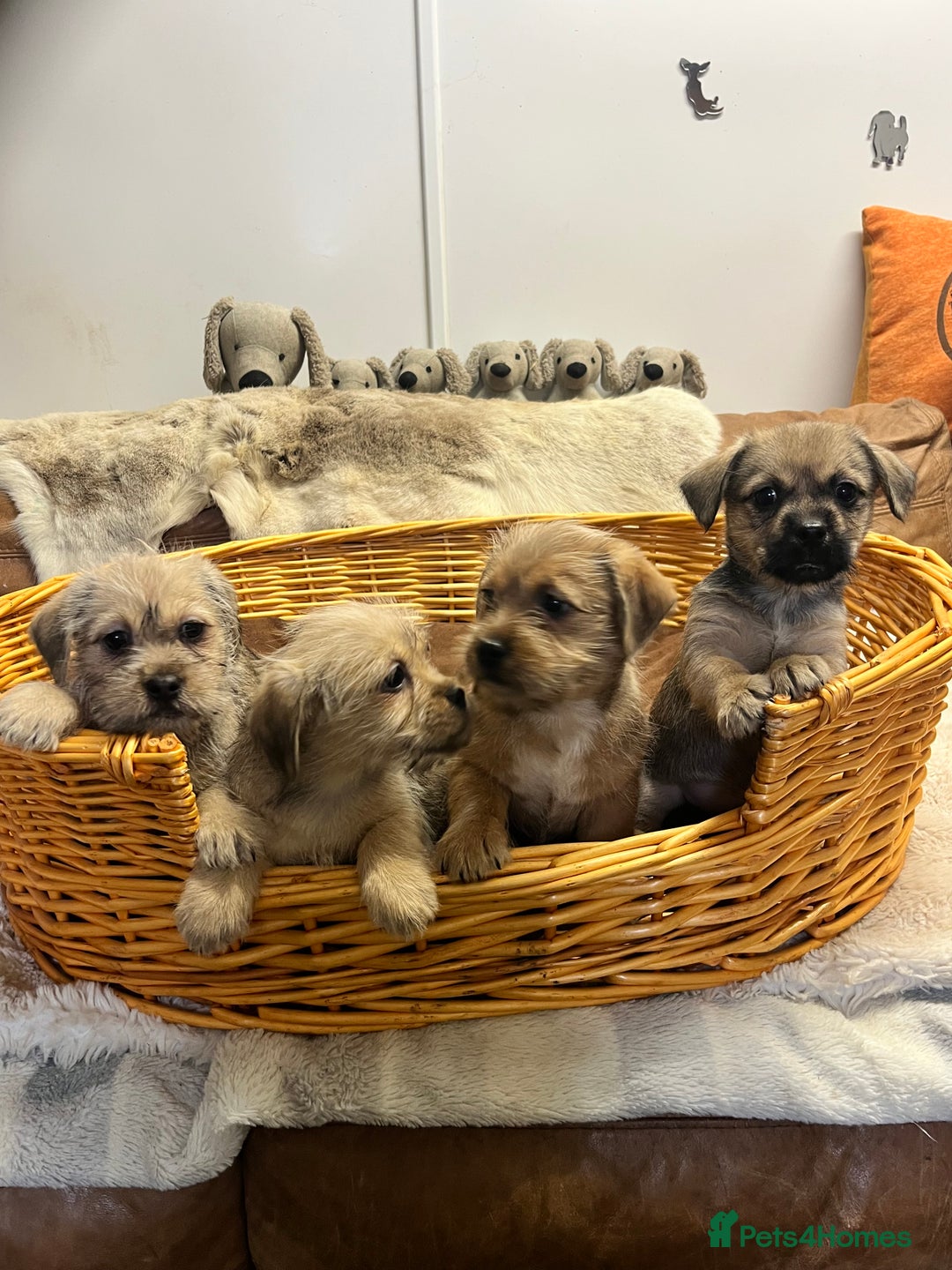Jack Russell dogs for sale: super cuties Jack Russells  - Image 2