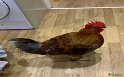 Chickens poultry for sale: 28-32week-ish unknown breed of cockerel - Image 2