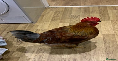 Chickens poultry - Advert 11