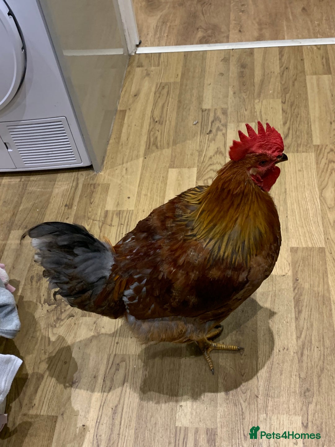 Chickens poultry for sale: 28-32week-ish unknown breed of cockerel - Image 2