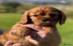 Cavalier King Charles Spaniel dogs for sale: Purebred Cavalier King Charles Spaniels Puppies - Image 8