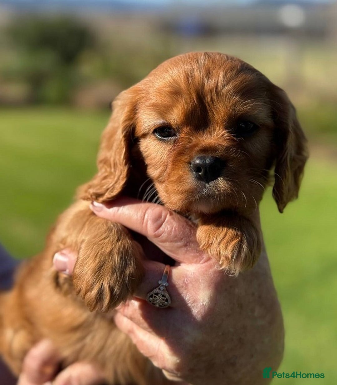 Cavalier King Charles Spaniel dogs for sale: Purebred Cavalier King Charles Spaniels Puppies - Image 8