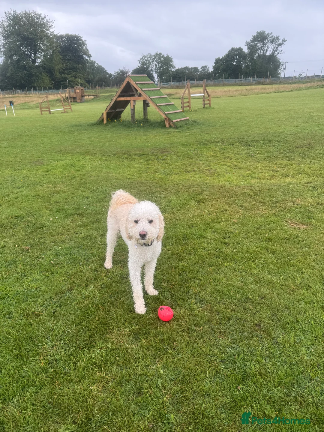 Cavachon dogs for sale: Apricot Cavapoochon - Juno - Advert 5