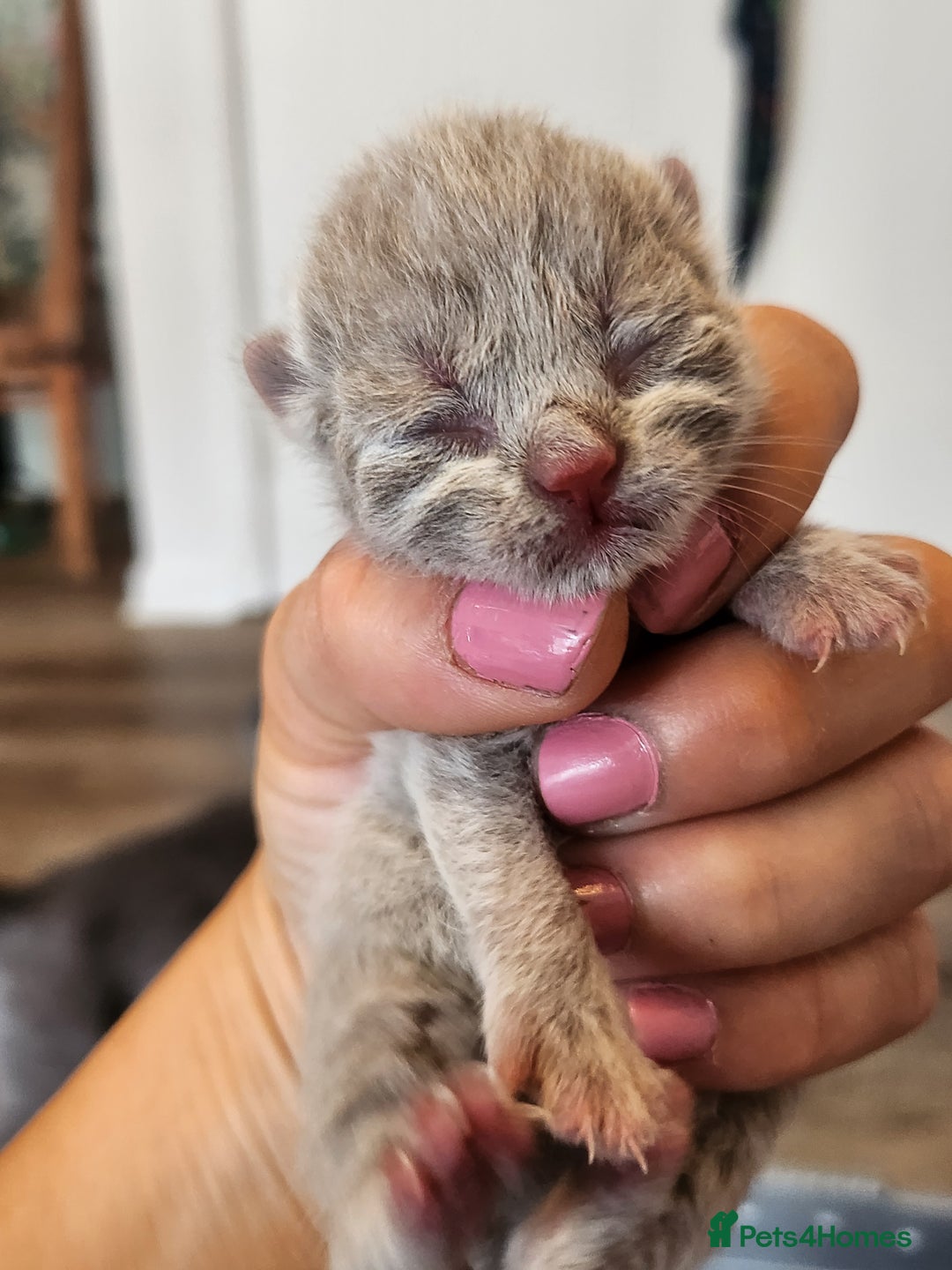 British Shorthair cats for sale: pure breed British shorthair - Image 5