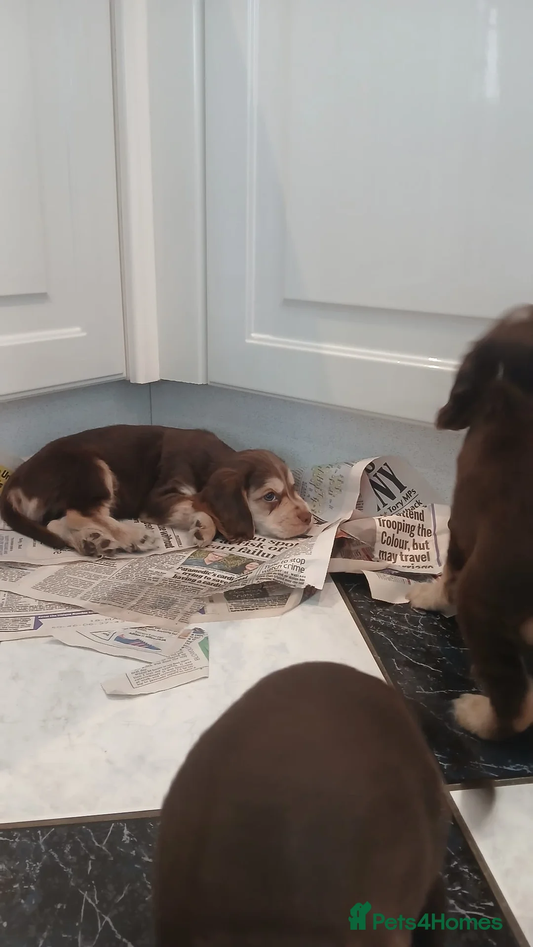 American Cocker Spaniel dogs for sale: Stunning litter of 6 cocker spaniel puppies  - Advert 2