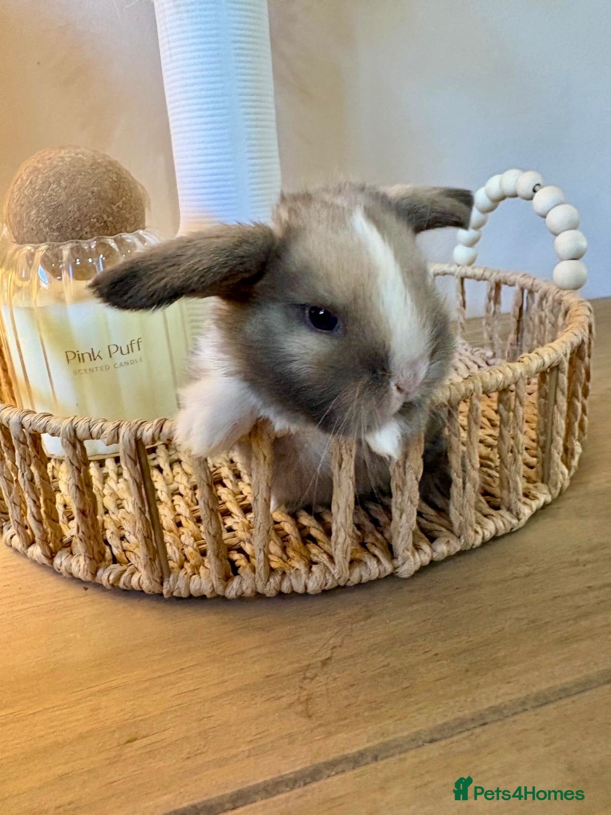 Mini Lop rabbits 2 week old Mini Lops - Advert 2
