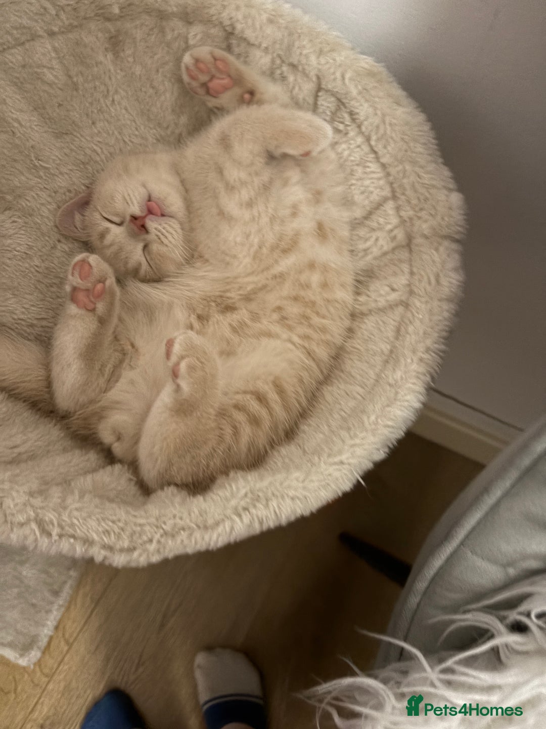 British Shorthair cats for sale: BSH Kittens: Cream Boy & Blue-Grey Girl - Advert 4