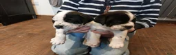 Mixed Breed dogs for sale: Adorable Bernard dane puppies for sale! in Doncaster - Advert 12