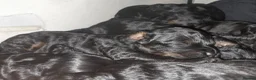Cavapoo dogs for sale: F1 Cavapoo Puppies - Advert 12