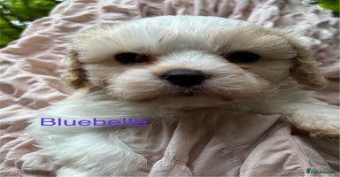 Cavapoochon dogs - Advert 8