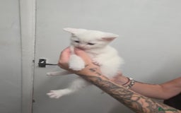 Turkish Angora cats for sale: Turkish angora kittens - Image 13