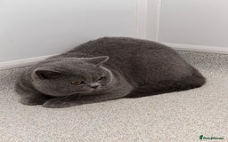 British Shorthair cats for sale: GORGEOUS BOY KITTEN  - Image 2