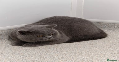 British Shorthair cats - Advert 2