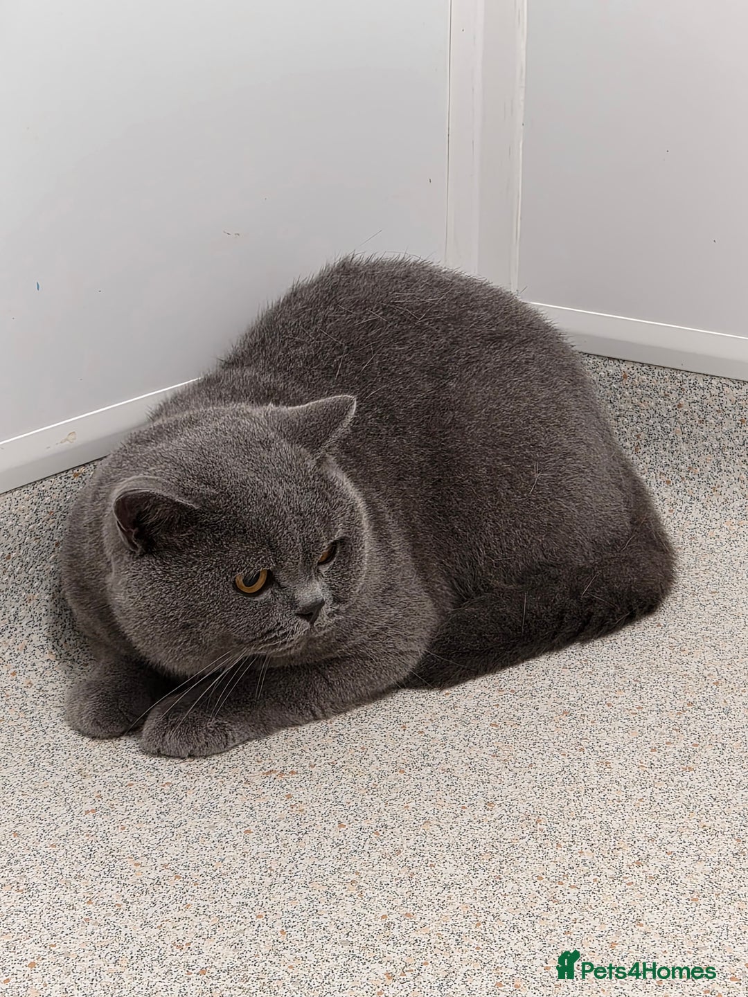 British Shorthair cats for sale: GORGEOUS BOY KITTEN  - Image 2