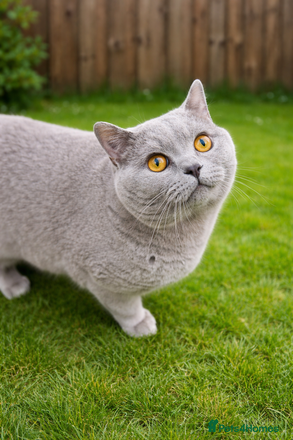 British Shorthair cats Lilac BSH Stud – GCCF & TICA Active Registered in Preston - Advert 1