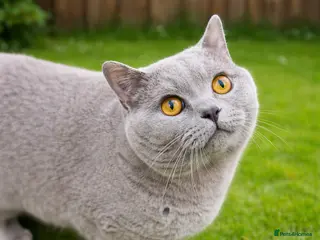 British Shorthair cats Lilac BSH Stud – GCCF & TICA Active Registered in Preston - Advert 1