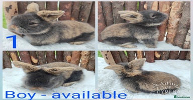 Mini Lop rabbits - Advert 9