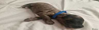 Cockapoo Puppy 3