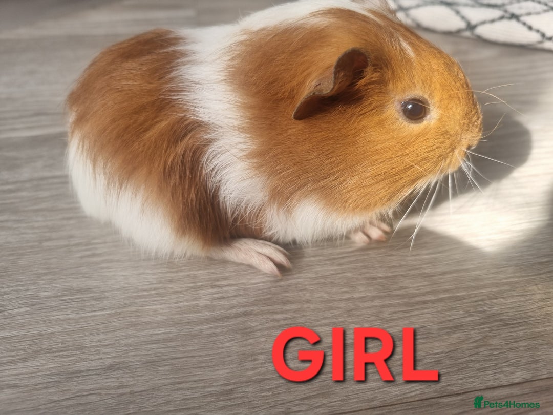 Guinea Pig rodents for sale: Guinea pigs for sale £25 each  - Image 1
