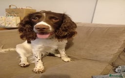 Sprocker dogs for sale: Sprocker - Image 2