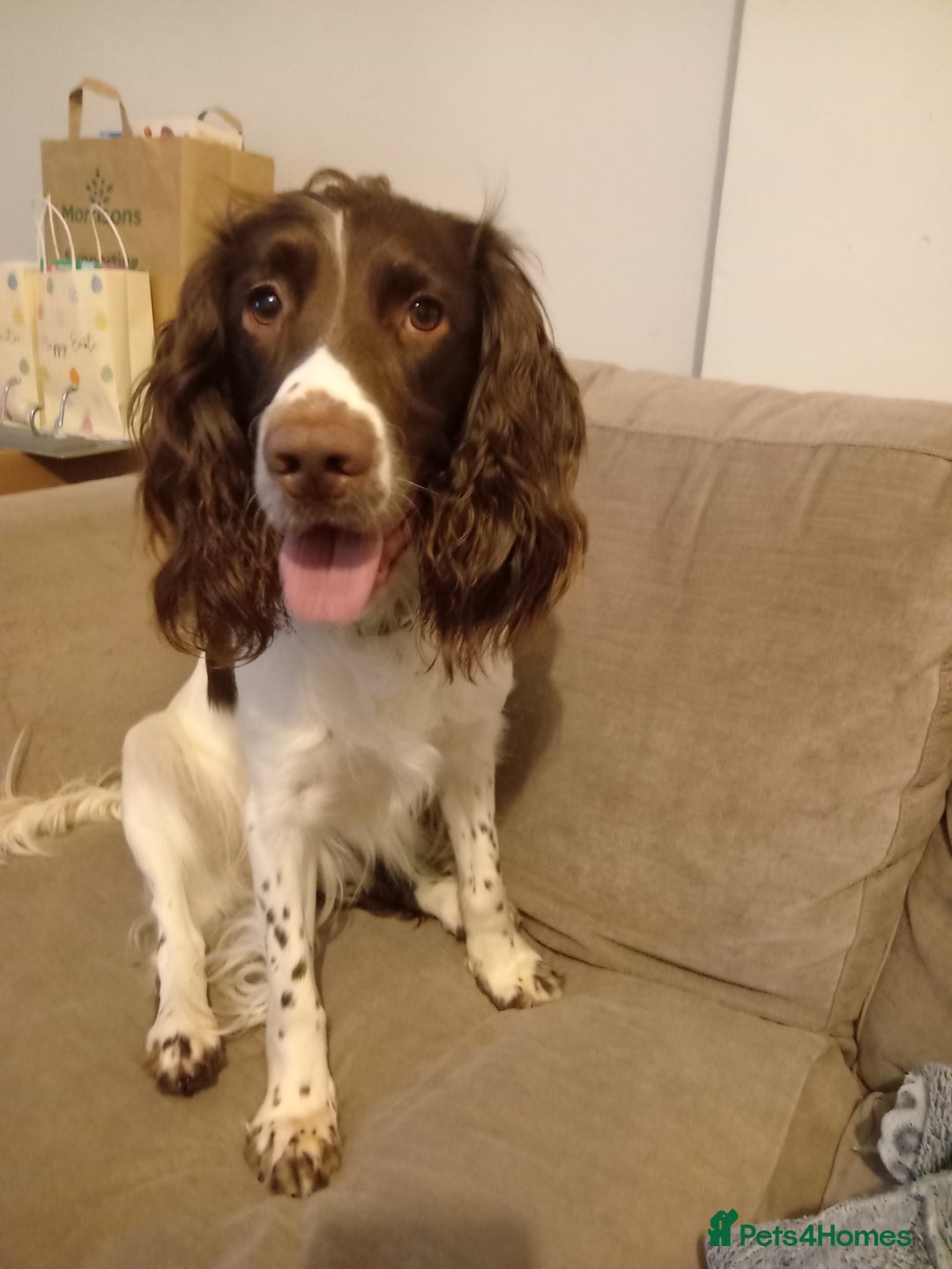 Sprocker dogs for sale: Sprocker - Image 2