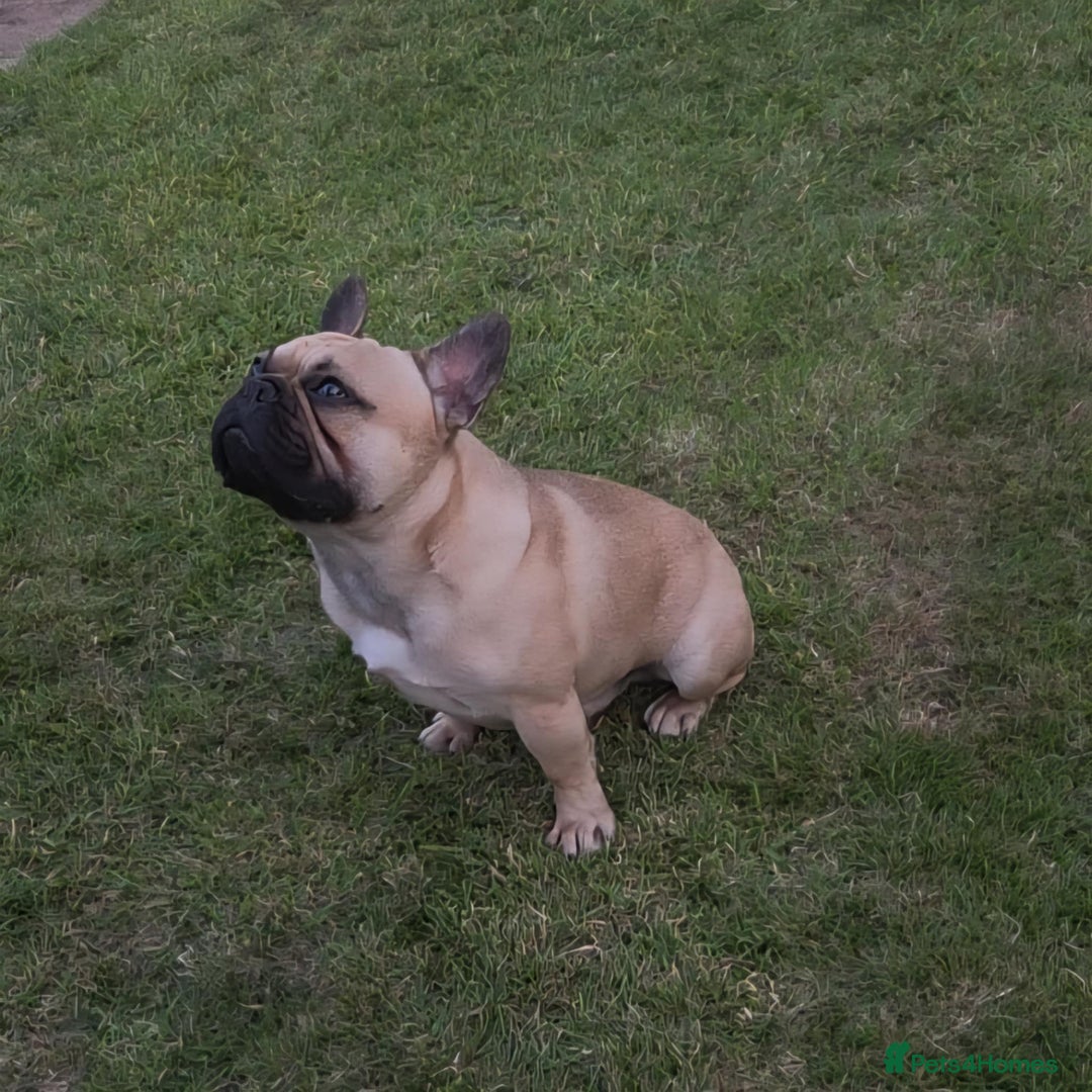 French Bulldog dogs for stud: Standard Fawn French Bulldog Stud. Silver Tested!! - Image 4