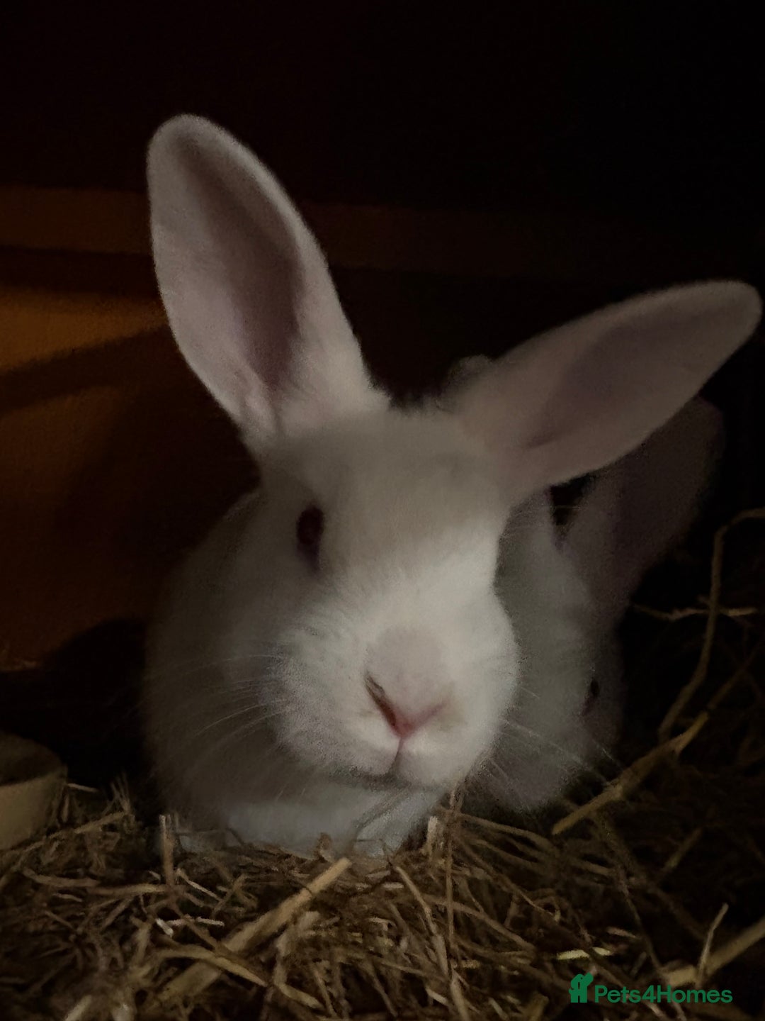 New Zealand rabbits for sale: Pair of New Zealand white females  - Advert 5